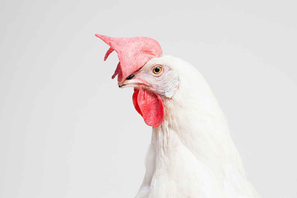 Zijaanzicht van een witte kip in studio-omgeving