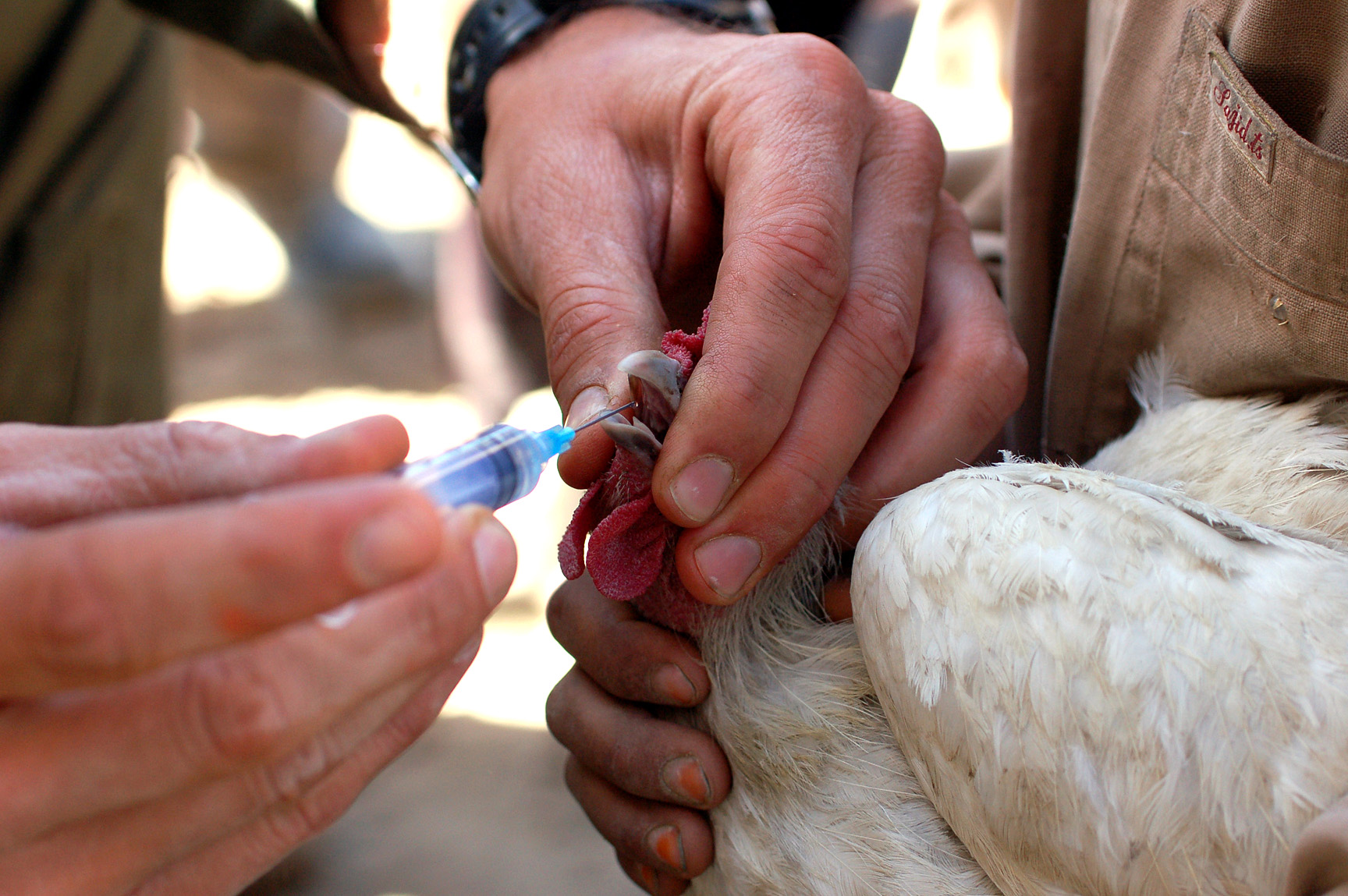 Kip wordt gevaccineerd door een vakkundige hand